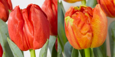 TuLips tulpen